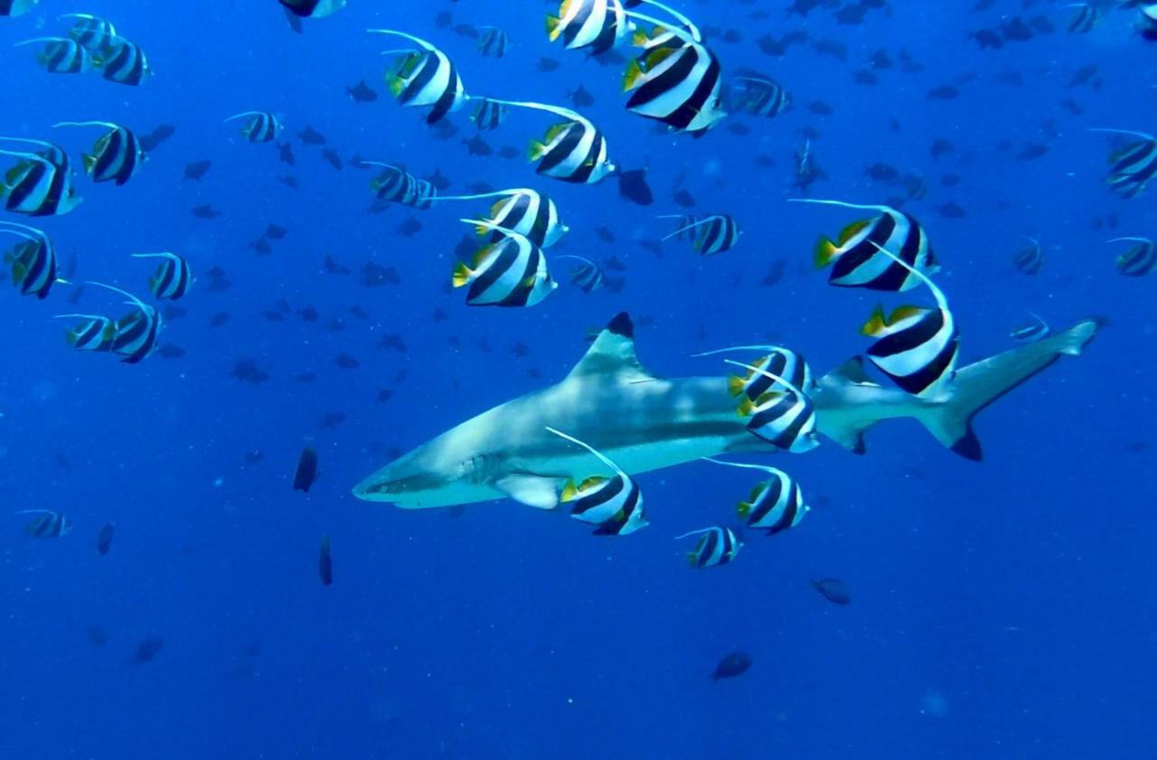 Villa Kudi Maldives Guest House スルスドゥー エクステリア 写真